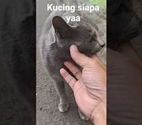 Siapa Yg Kasihan Melihat Kucing Ini Part 2 دوبله فارسی